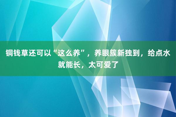 铜钱草还可以“这么养”，养眼簇新独到，给点水就能长，太可爱了